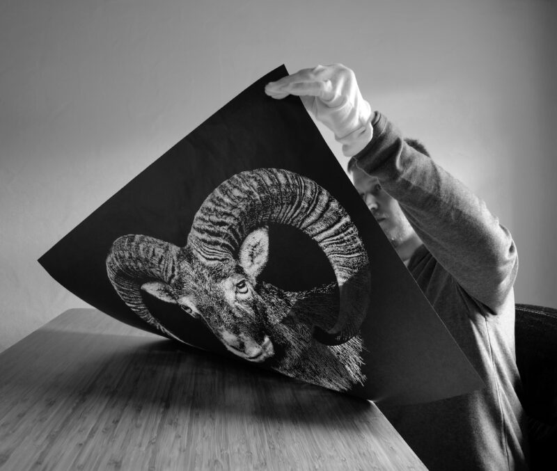 Person in a gray sweater holds a large black-and-white artwork of a ram with prominent horns, seated at a table.