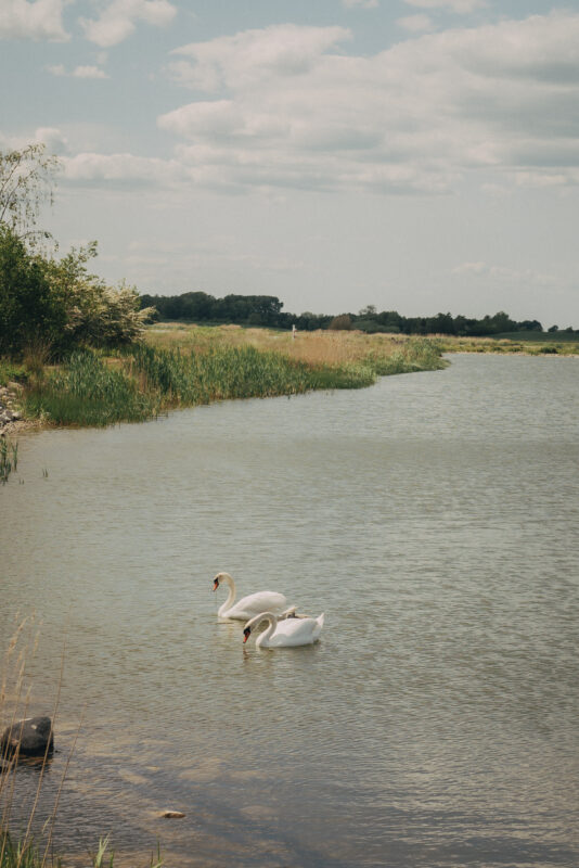 Two swans swimming in a calm Danish lake, surrounded by lush greenery and a cloudy sky.