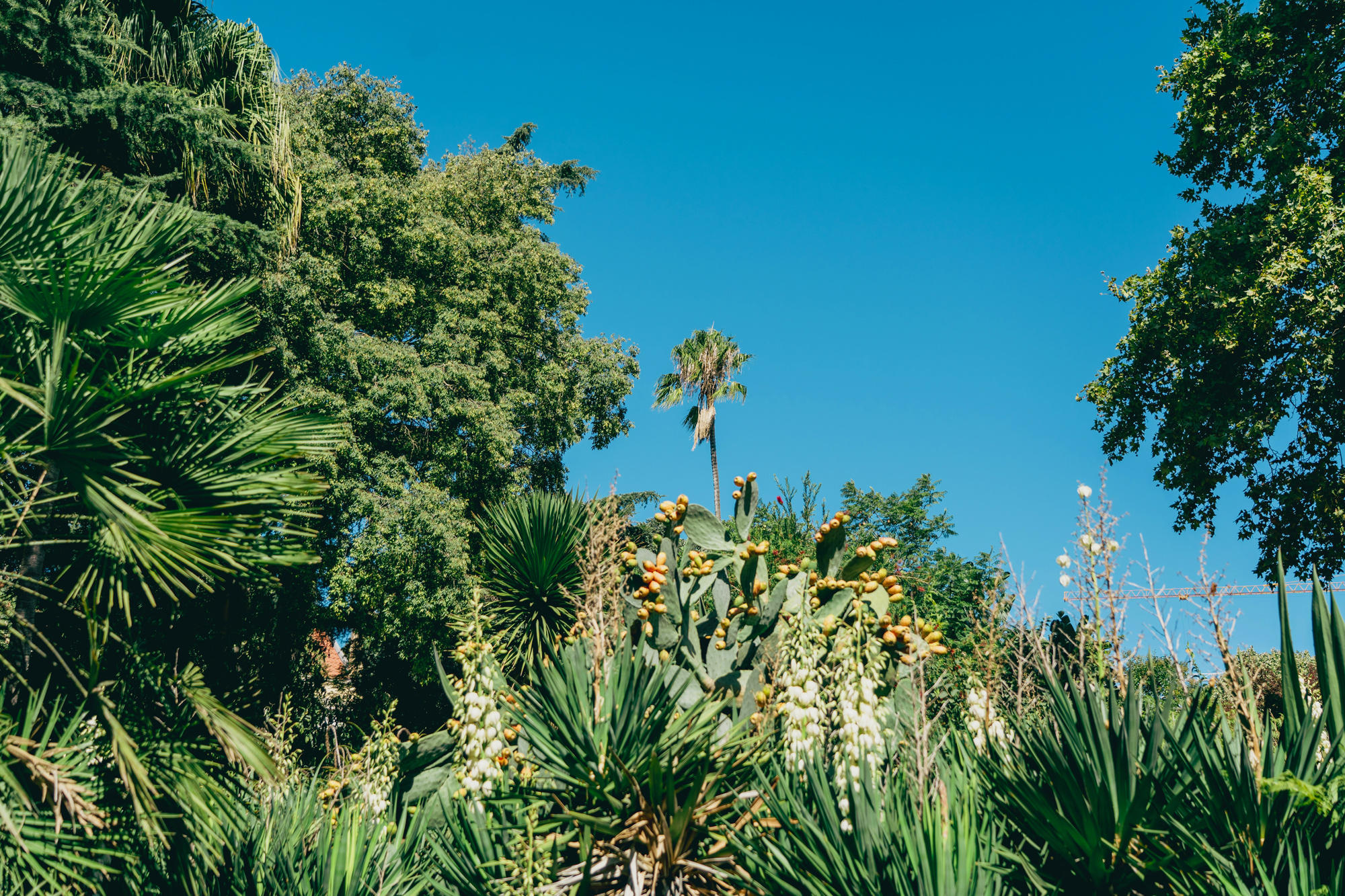 Lush greenery with various cacti and palm trees under a clear blue sky.