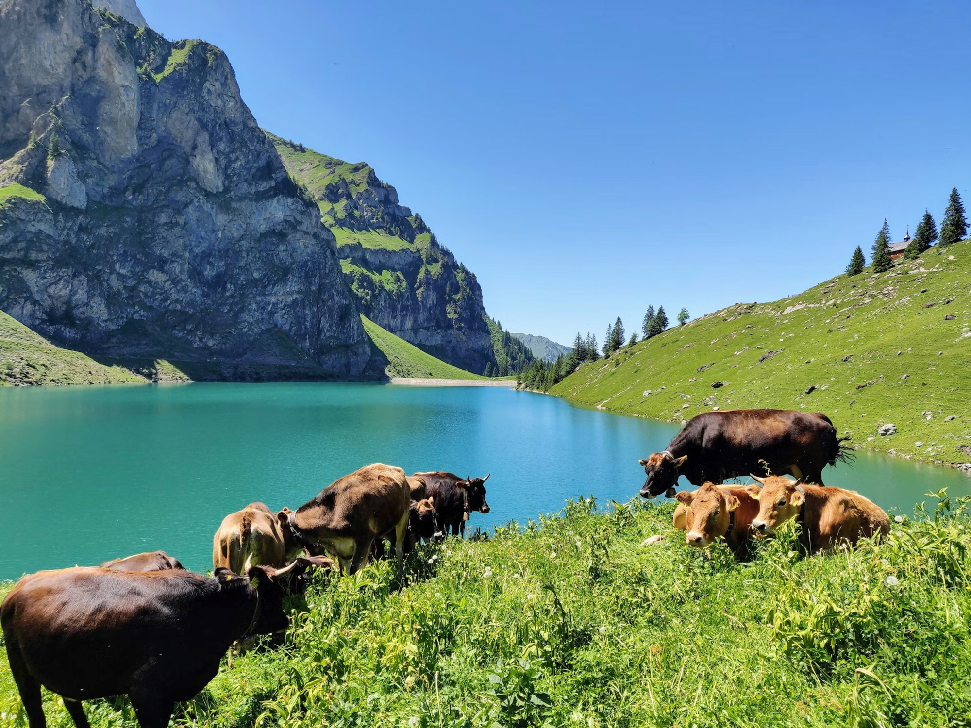 Cows grazing by a turquoise lake surrounded by green hills and mountains under a clear blue sky.