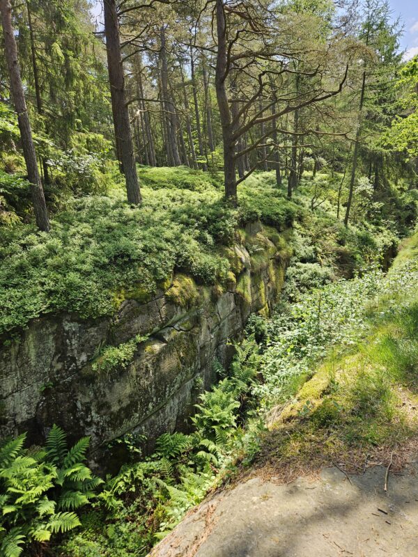 Lush green forest with moss-covered rocks and ferns, depicting a serene walking path in Dybedal i Paradisbakkerne.