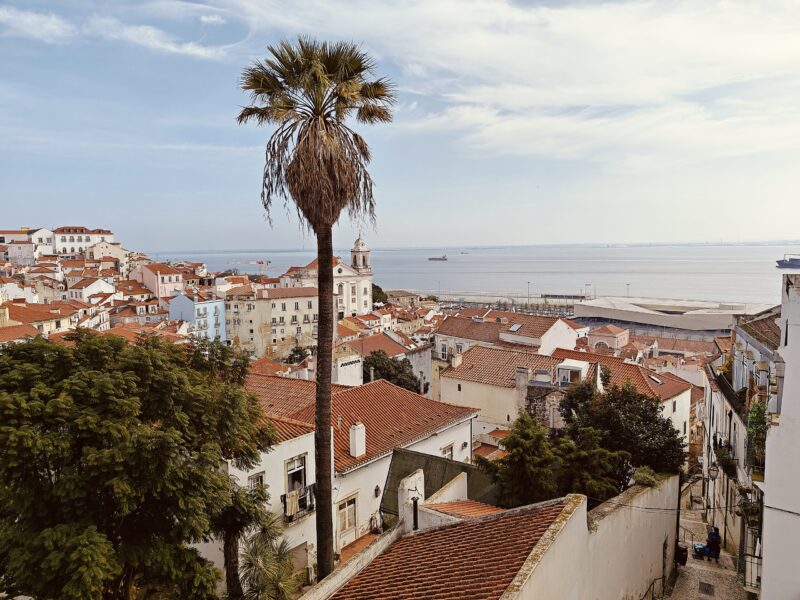 View of Lisbon rooftops with a palm tree, overlooking the Tagus River and the sea in the background.