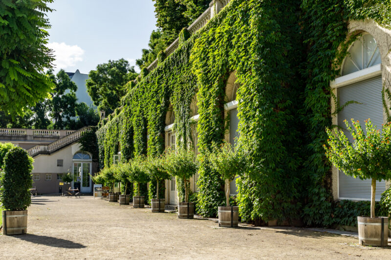 Lush green ivy covers the walls of a building in Körnerpark, Neukölln, with neatly trimmed trees in planters along the p...