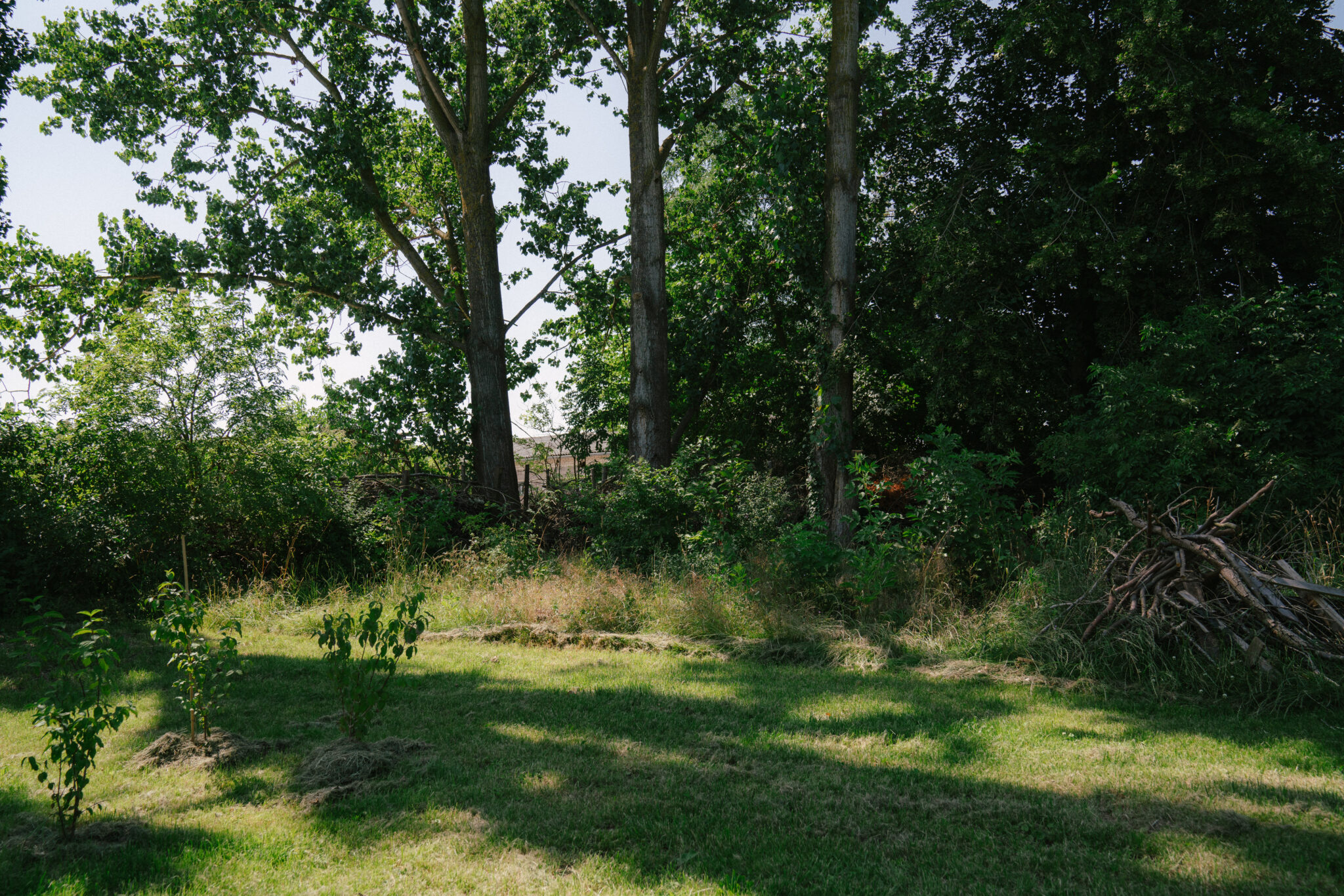 Lush green landscape with tall trees, dense bushes, and a grassy area, featuring a small pile of branches.