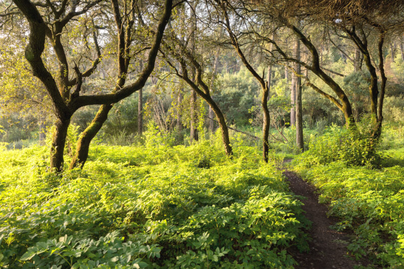 Lush green hiking trail surrounded by trees in Parque Florestal de Monsanto, Lisbon, Portugal.