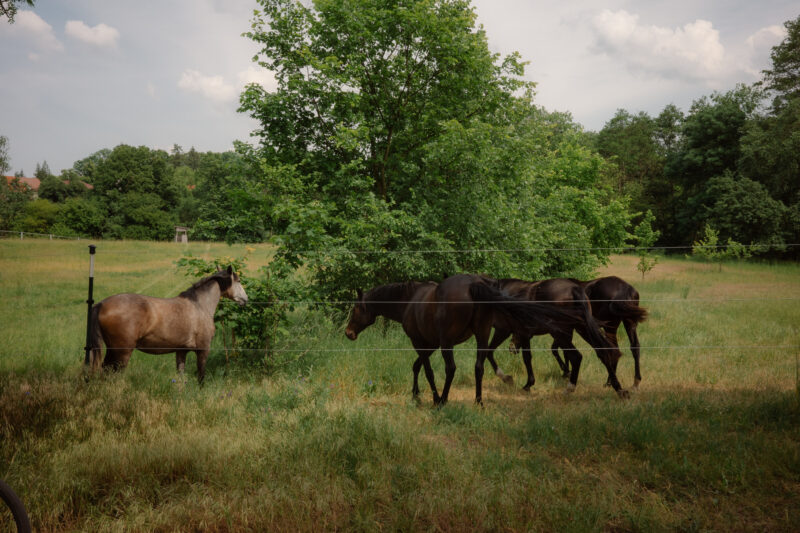 Four horses grazing near a tree in a grassy field, with a fifth horse standing apart in the foreground.