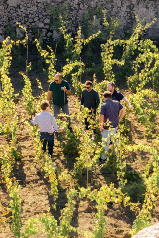 Five people discussing among grapevines in a vineyard, with sunlight casting shadows on the ground.