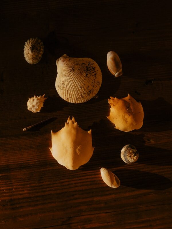 Collection of various seashells arranged on a wooden surface, illuminated by warm light.