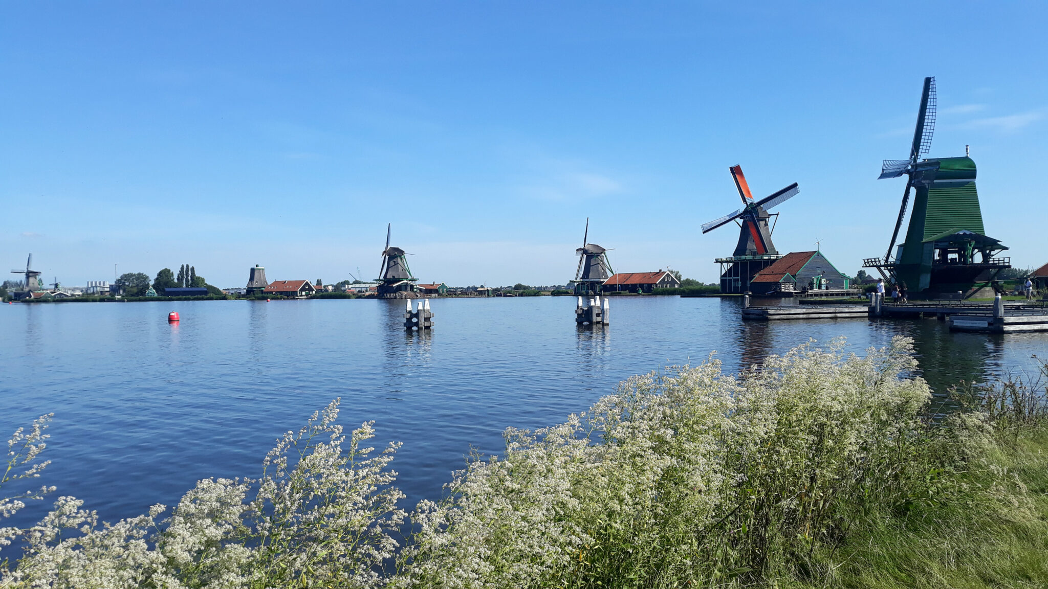 Windmills along a calm waterway at Zaanse Schans, with greenery in the foreground and a clear blue sky.