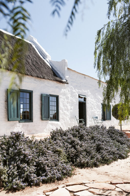 Traditional white house with a thatched roof, surrounded by lavender bushes and green trees in South Africa.