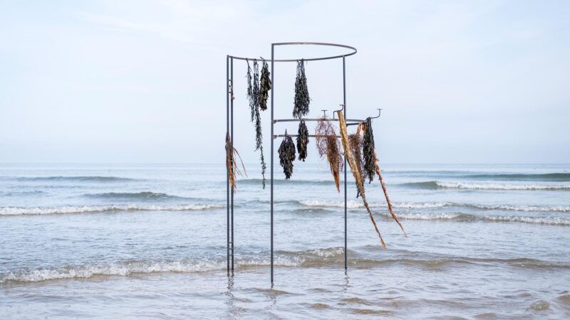 Metal structure with hanging seaweed in shallow water, against a calm beach and ocean backdrop.