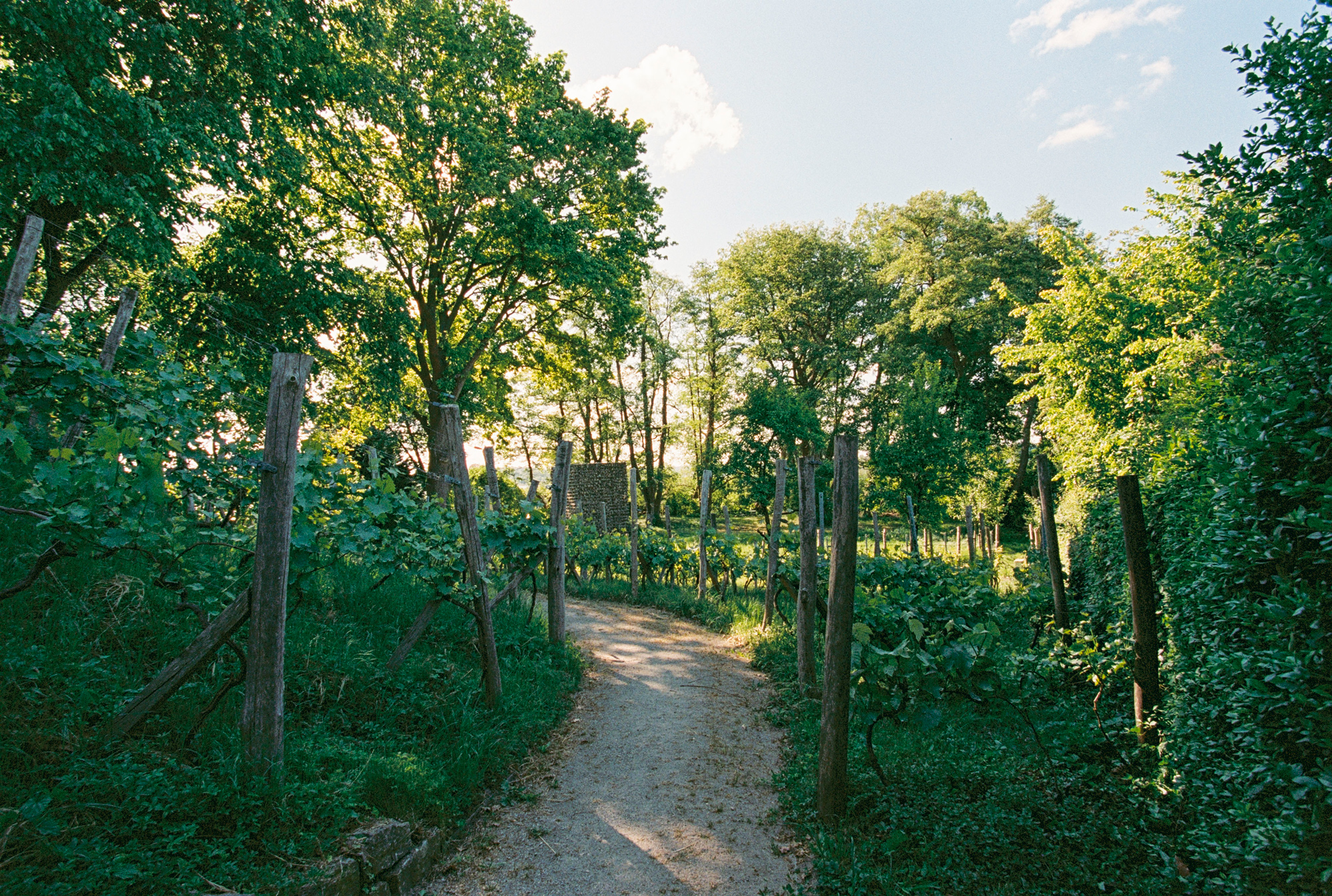 Pathway through lush greenery with trees and vines, leading to a distant structure under a bright sky.