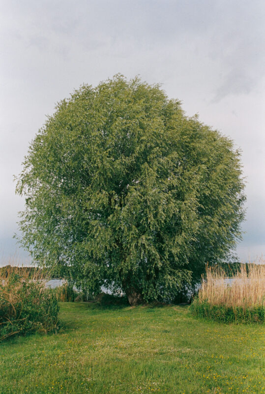 Large, lush green tree with a rounded canopy standing in a grassy area, surrounded by tall grasses and a cloudy sky.