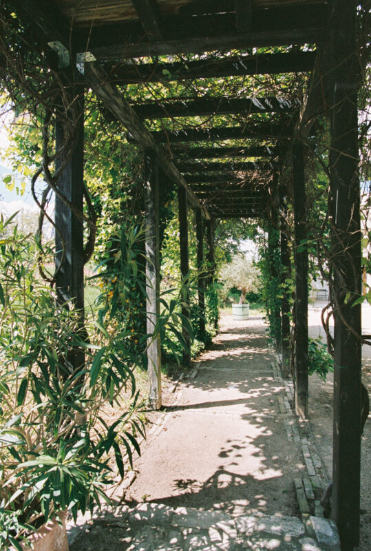Lush, green vines drape over a wooden pergola, creating a shaded pathway lined with plants and sunlight.