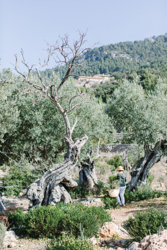 Person harvesting olives in a grove with ancient olive trees and a hillside in the background.