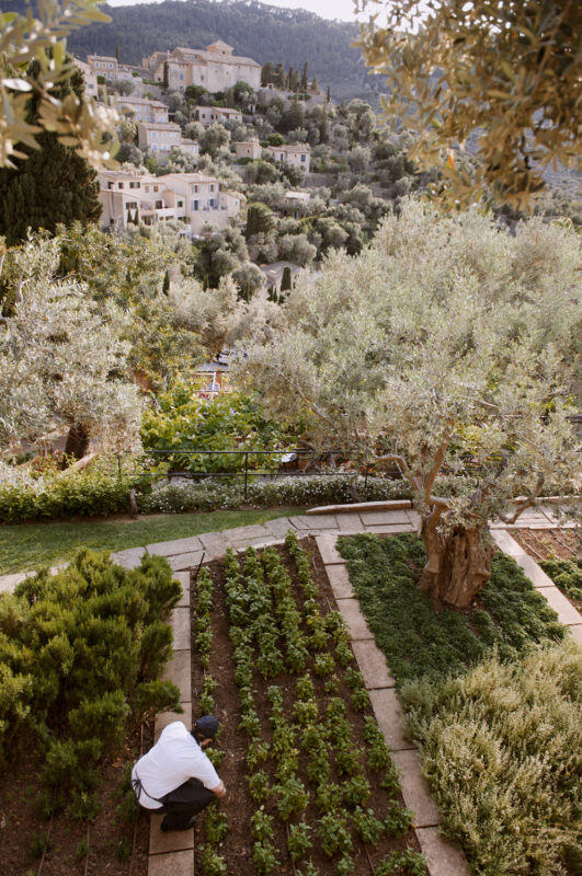 A person tending to a garden with rows of green plants, overlooking a hillside village with olive trees.