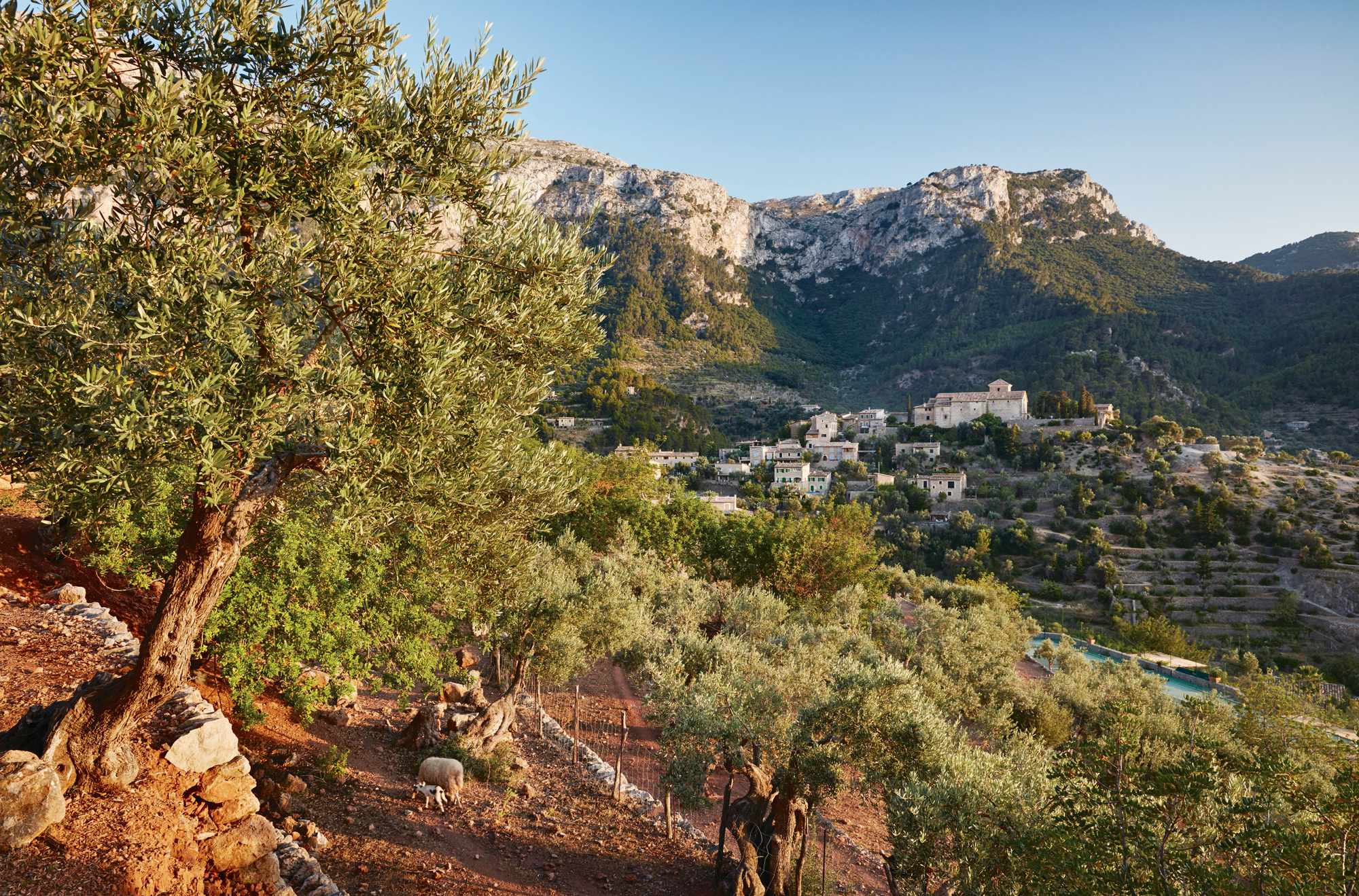 Olive trees in the foreground with a mountainous landscape and a village in the background during sunset.