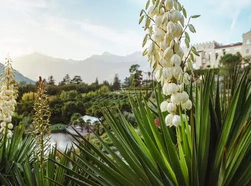 Blooming white flowers in front of lush green foliage, with mountains and a hotel in the background at Castel Fragsburg.