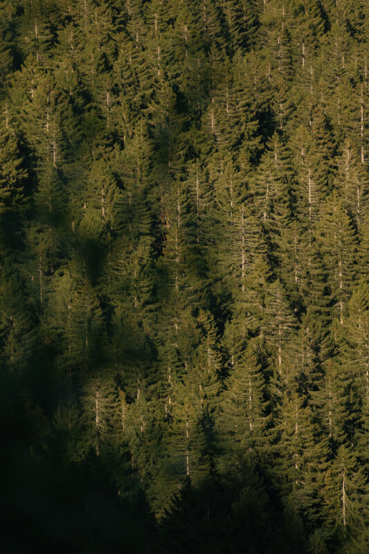 Dense green forest with tall trees, illuminated by soft light, creating shadows on the foliage.