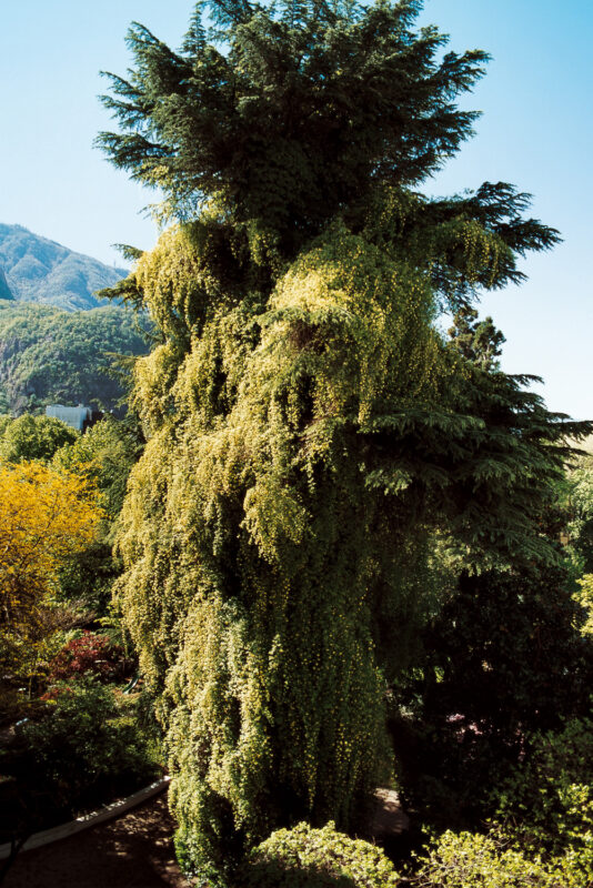 Lush green tree covered in climbing plants, set against a backdrop of mountains and clear blue sky.