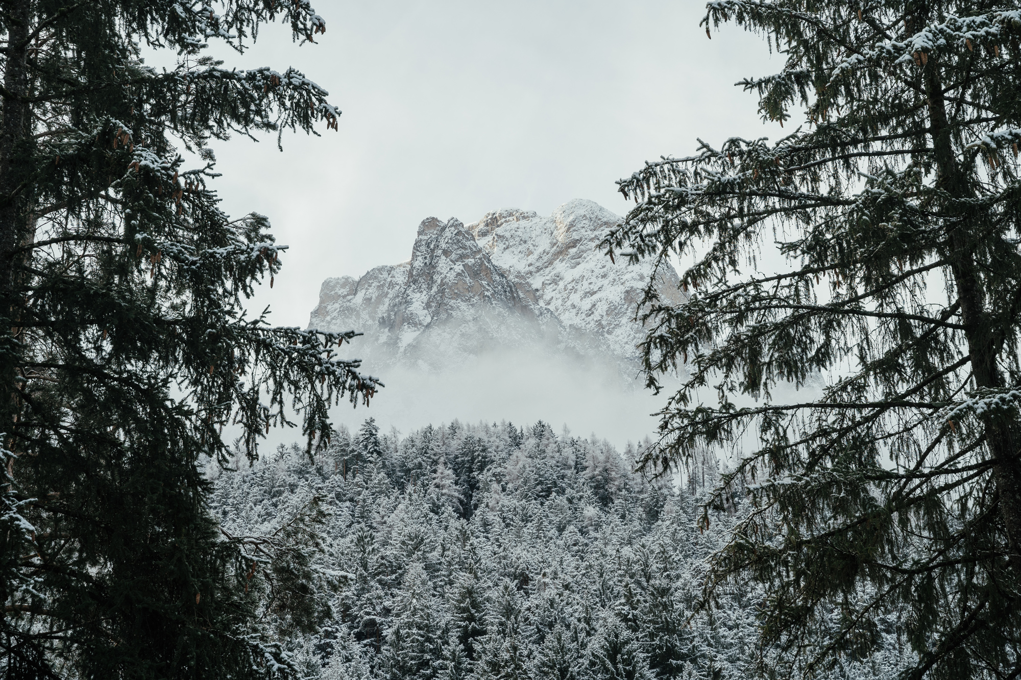 Snow-covered mountains rise above a dense forest, framed by evergreen trees under a cloudy sky.