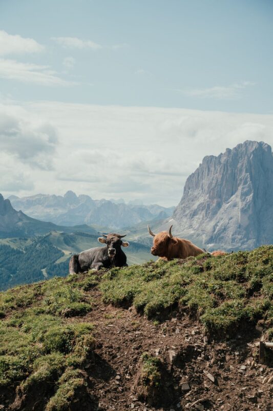 Two cows, one black and one brown, resting on a grassy hillside with a mountainous landscape in the background.