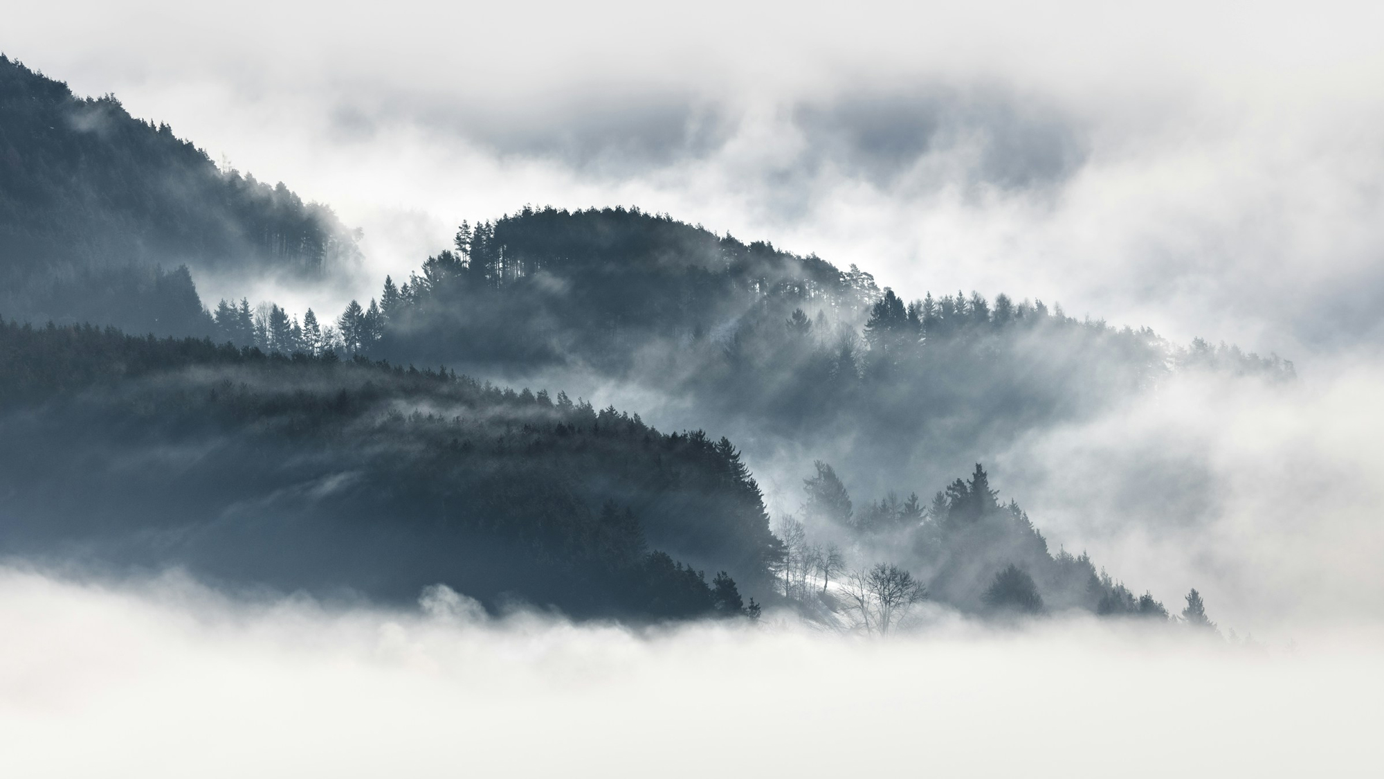 Misty mountains with dense forests, shrouded in fog and soft light, creating a serene and atmospheric landscape.