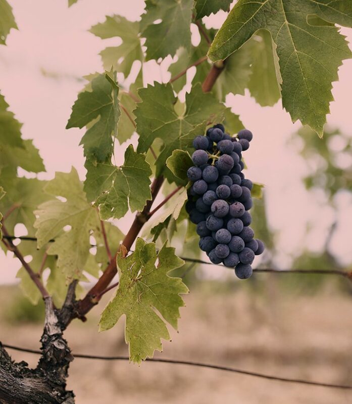 Bunch of dark purple grapes hanging from a vine, surrounded by green leaves.