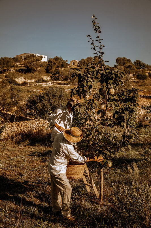 Two workers harvesting fruit from a tree in a rural landscape, with a distant house and greenery in the background.