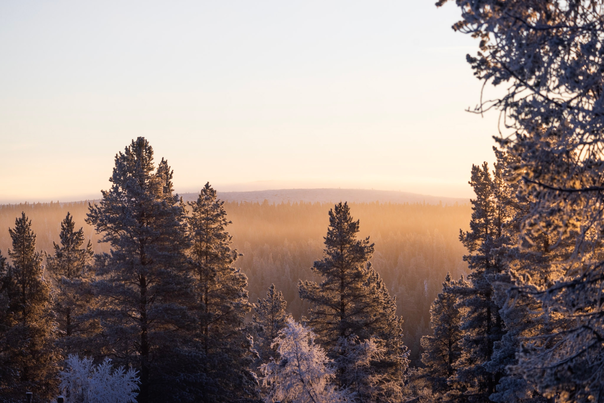 Frost-covered trees in a forest at sunrise, with soft golden light illuminating the landscape.