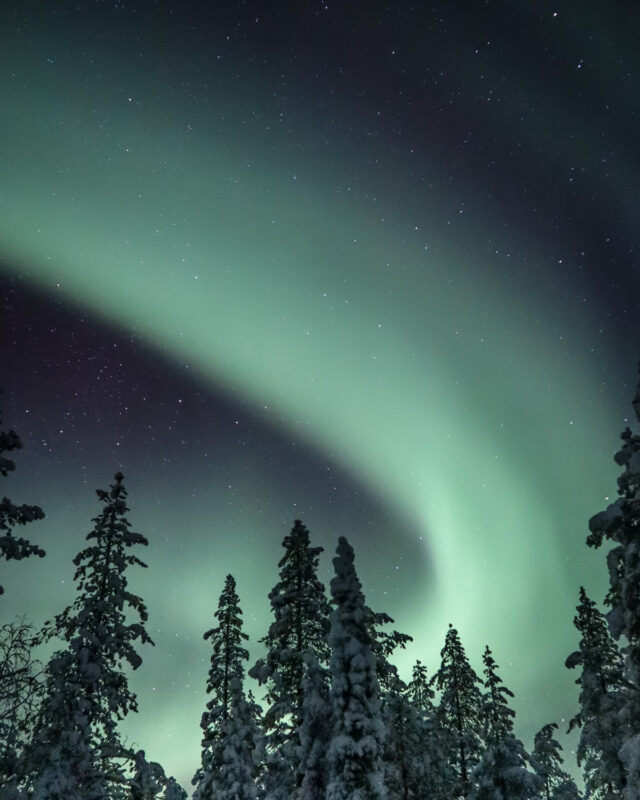 Northern lights illuminate a starry sky above snow-covered trees at Gáldu Hotel & Spa.
