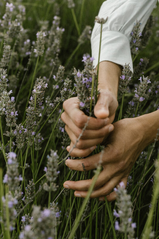 Hands gently picking lavender flowers among tall green stems in a herb garden.