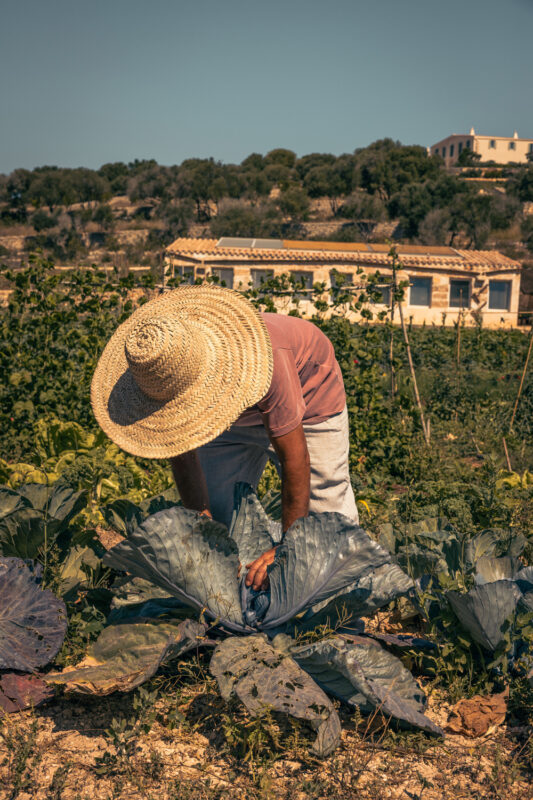 Person in a straw hat tending to large cabbage plants in a sunny garden, with a house and trees in the background.
