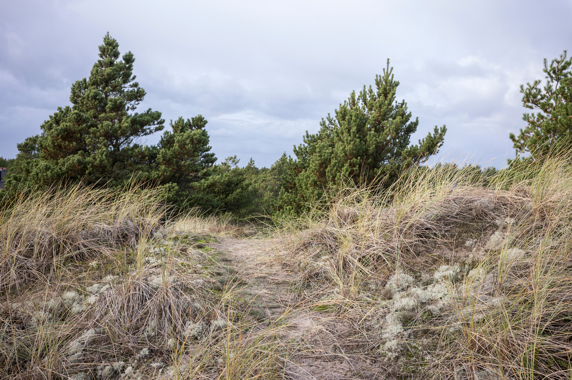 Pathway through tall grass and shrubs leading to pine trees under a cloudy sky in Klitmøller Hideaway.