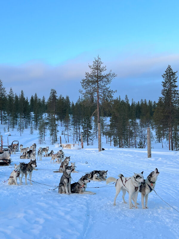Huskies resting in the snow with pine trees in the background at Gáldu Hotel & Spa.