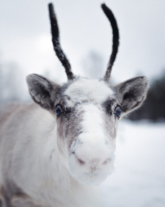 Close-up of a reindeer with snow on its face, set against a snowy landscape.