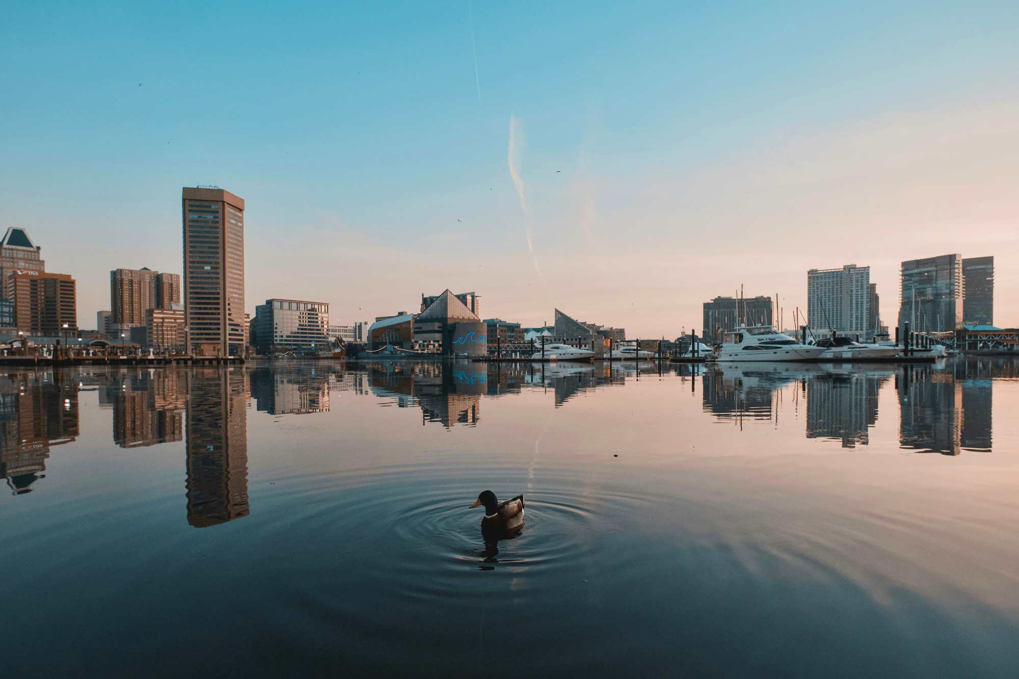 A calm waterfront scene at sunrise, featuring a duck creating ripples in the water, with city buildings reflected in the c...