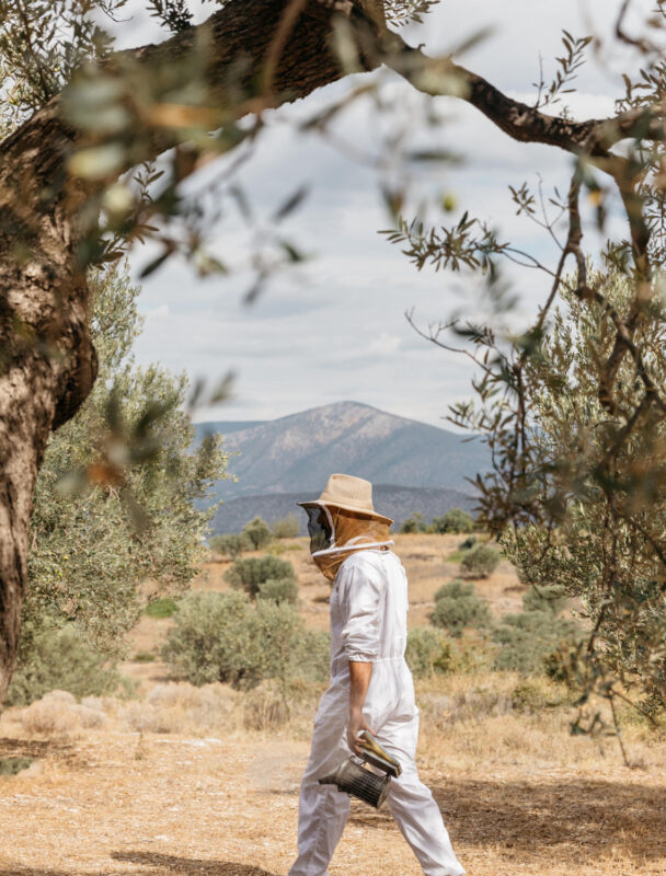 Person in a beekeeping suit walking through an olive grove with mountains in the background.