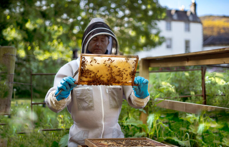 Beekeeper in protective gear inspecting a honeycomb frame outdoors at Prestonfield House.