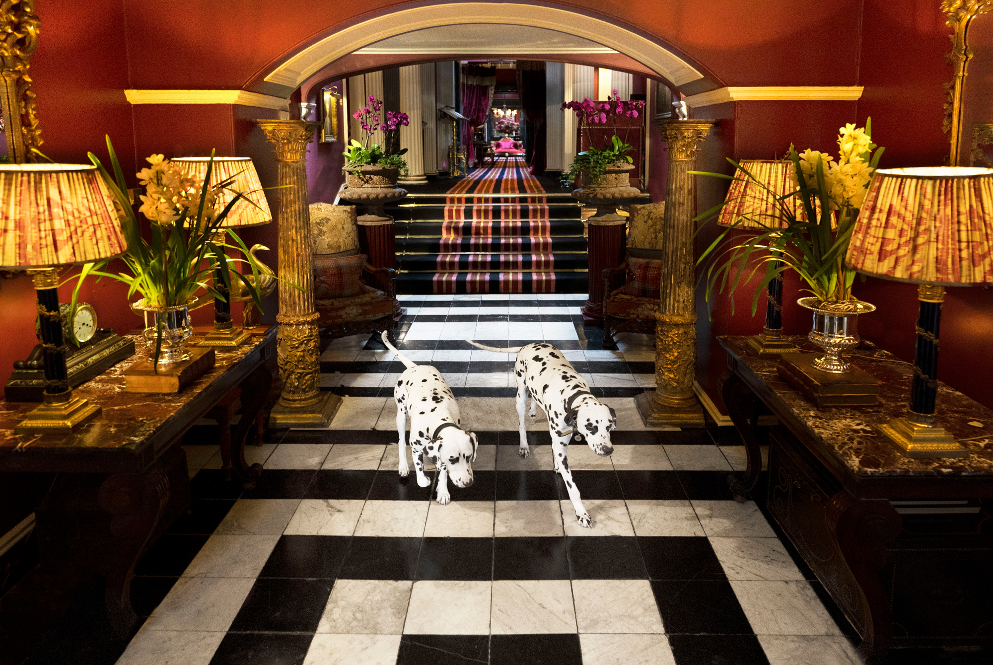 Two Dalmatian dogs walking through a luxurious hall with ornate decor, floral arrangements, and a checkered floor.