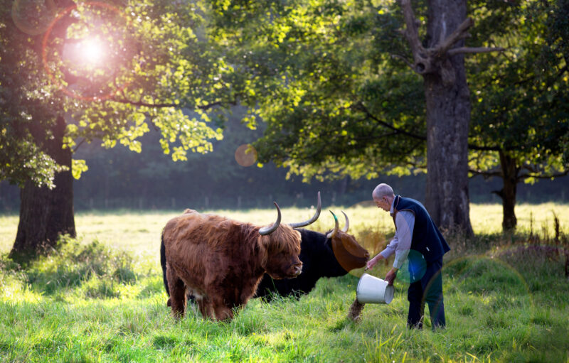Man feeding Highland cows in a sunlit field at Prestonfield House, surrounded by trees.