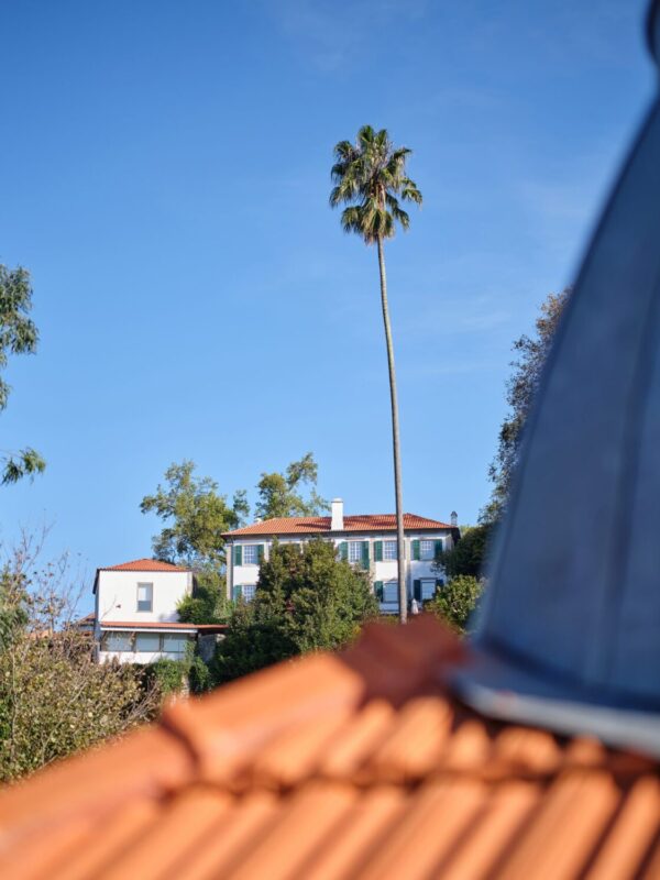 View of a palm tree and a white house with red roofs, framed by a terracotta roof in the foreground, against a blue sky.