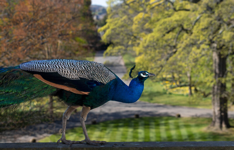 Peacock standing on a ledge with a blurred garden path and trees in the background at Prestonfield House.