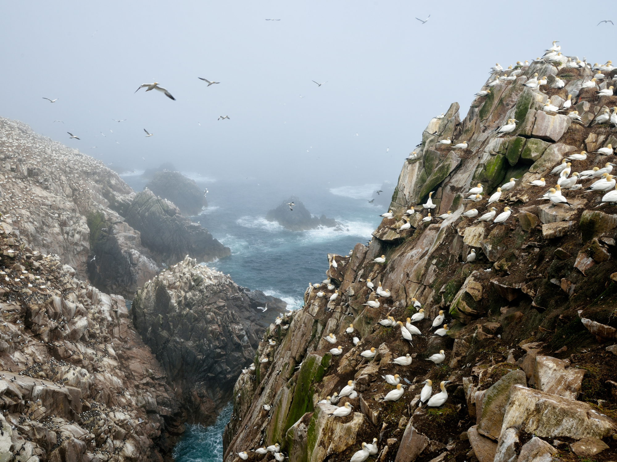 Seabirds nesting on rocky cliffs by the ocean, with fog obscuring the background, captured in Ireland.