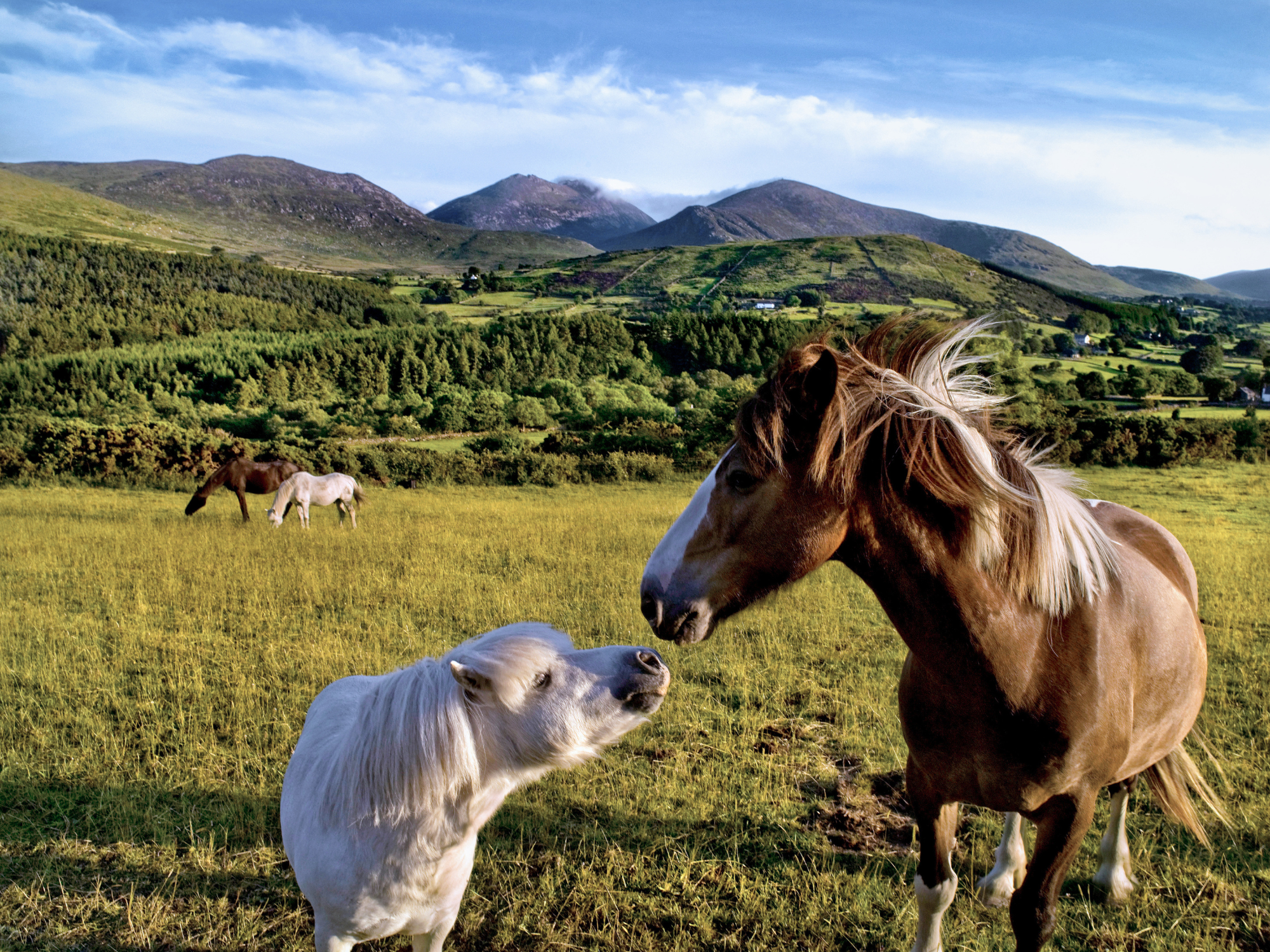 Two horses, one white and one brown, nuzzle in a green field with rolling hills and mountains in the background.