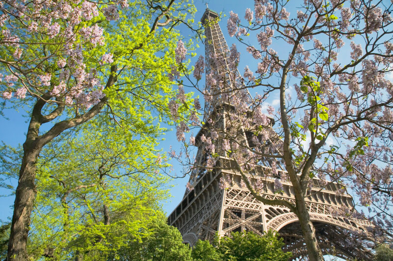 Eiffel Tower surrounded by blooming cherry blossoms and vibrant green trees in spring.